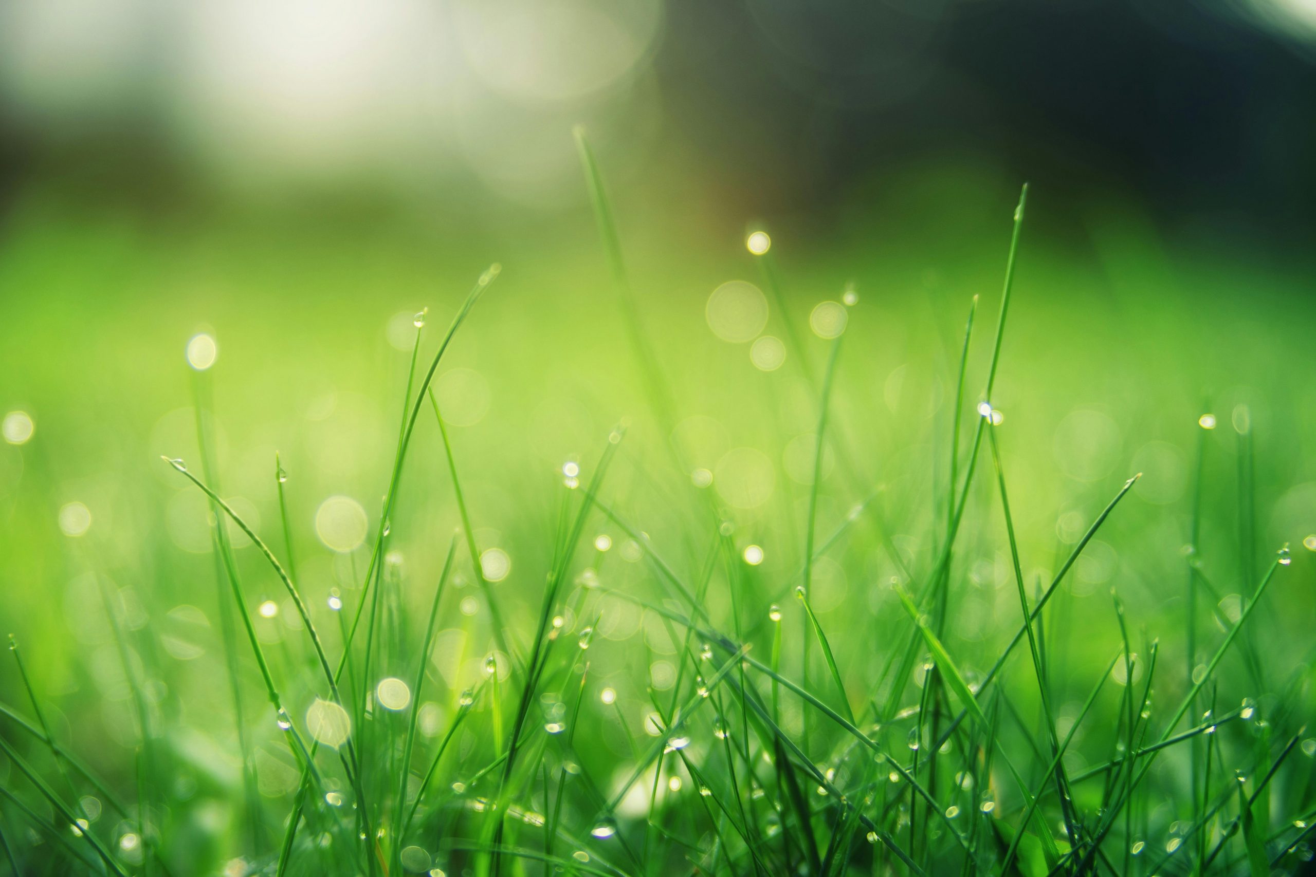 Close-up of fresh green grass with dew drops, glowing in the morning light.